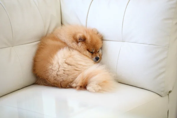 Pomeranian dog cute pets sleeping on white leather sofa