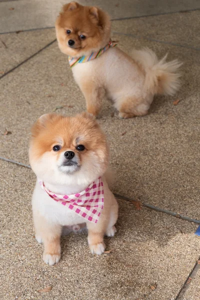 Pomeranian puppy dog grooming with short hair, cute pet smiling - Stock Image - Everypixel Pomeranian puppy dog grooming with short hair, cute pet smiling - Stock Image - Everypixel