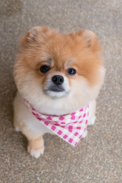 Pomeranian puppy dog grooming with short hair, cute pet