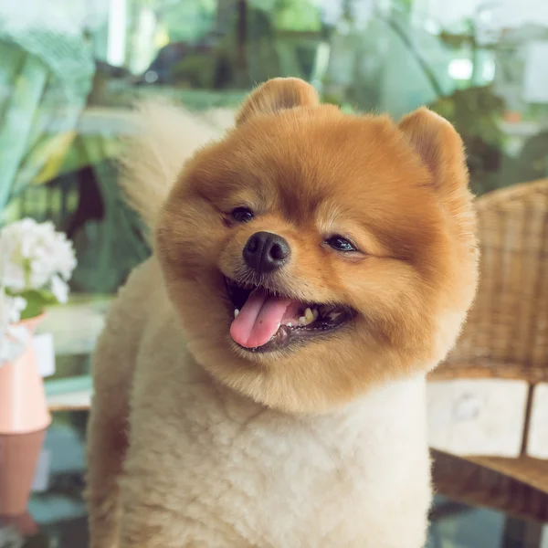 Cute pets, a little pomeranian dog smiling happy