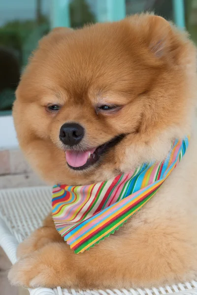 Pomeranian puppy dog grooming with short hair, cute pet smiling