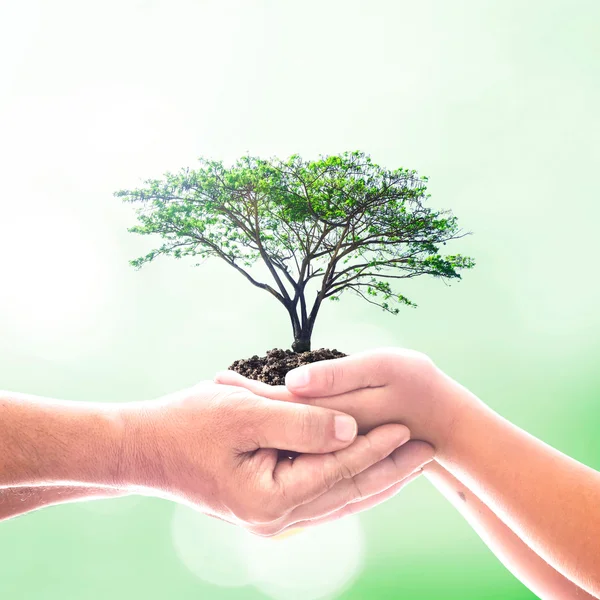Heart of hands holding big green plant with soil on blur abstract beautiful sea, ocean, forest, desert over colorful sunset background. Ecology, World Environment Day, Investment, health care concept.