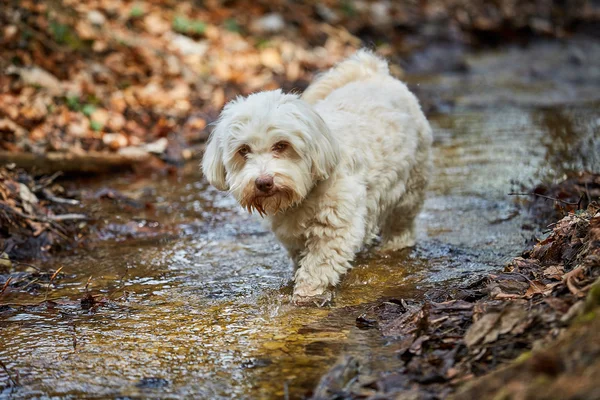 Havanese dog drinking water from a stream