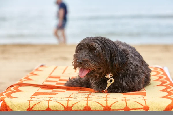Havanese dog relaxing on the beach on a sun lounge