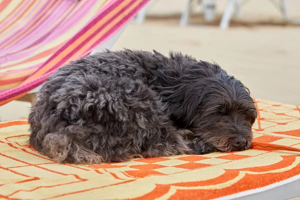 Havanese dog relaxing on the beach on a sun lounge