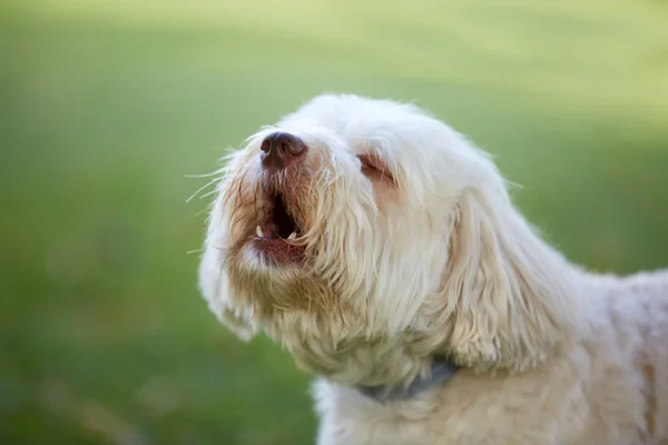 White havanese dog barking and howling in the garden