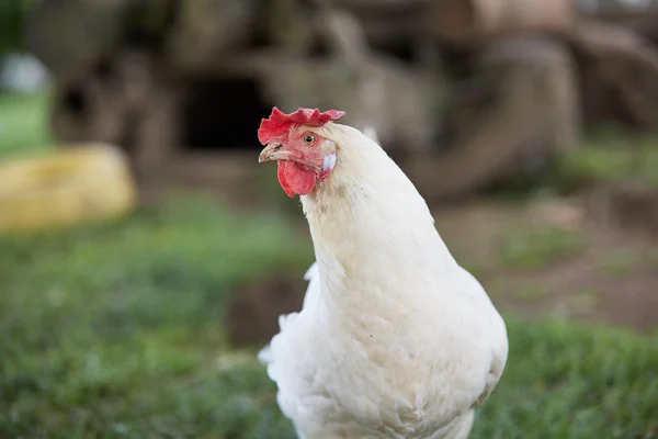 White chicken with red comb on the yard