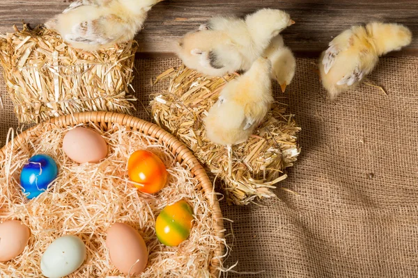 Chicks with easter eggs in a easter nest.