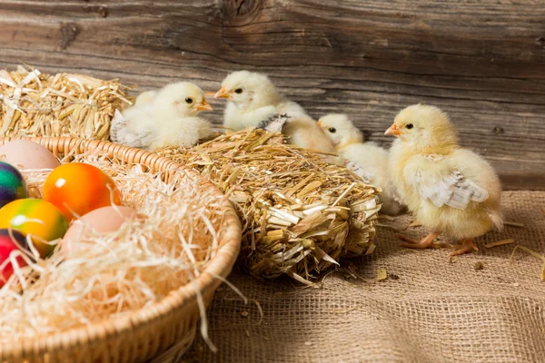 Chicks with easter eggs in a easter nest.