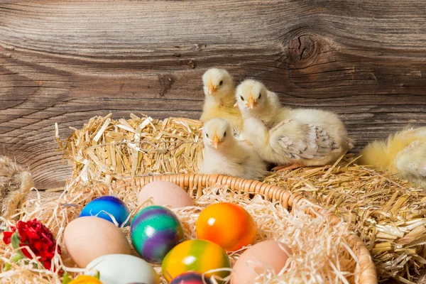 Chicks with easter eggs in a easter nest.