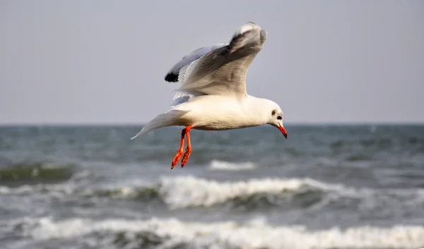 Sea gulls over the Baltic sea