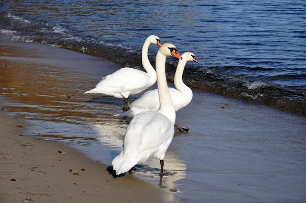 White swans on the coast of the Baltic sea