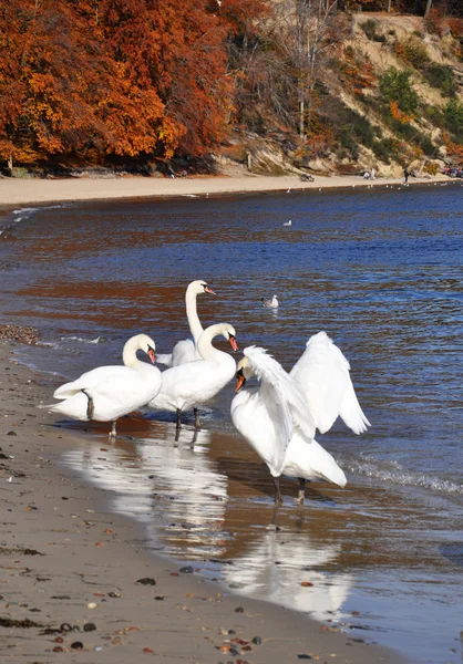 White swans on the coast of the Baltic sea