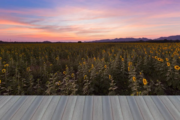 Sunset dramatic sky background over Sunflower blooming field