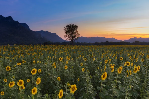 Sunflower field with beautiful sunset sky background