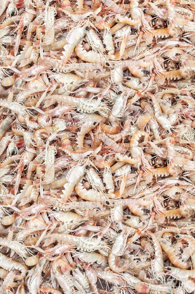 Shrimps background texture