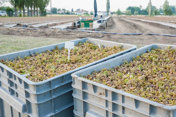 VCR rooted grafted vines in boxes