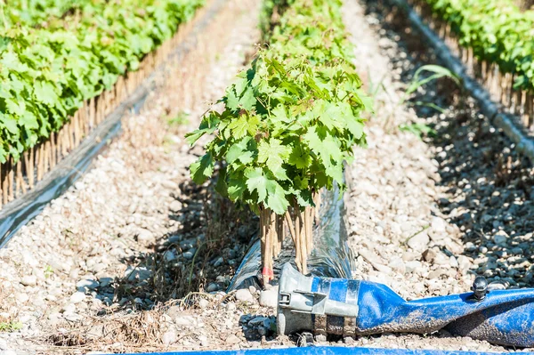 Field of rooted grafts of vine