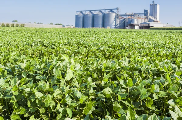 Soybean field