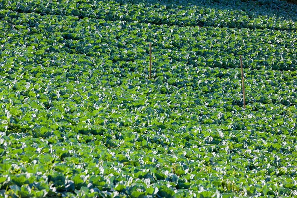 Cabbages Plantation Field on Mountain