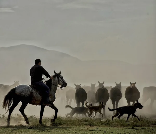 Horses, dogs and man riding a horse