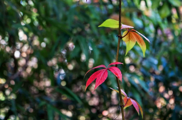 Autumn climbing plant
