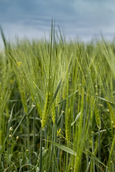 Barley Field in the Spring