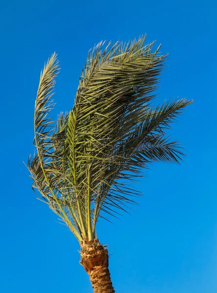 Palm Tree in a Wind