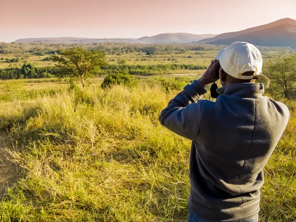 South Africa, ranger looking through binoculars in search of animals during a safari