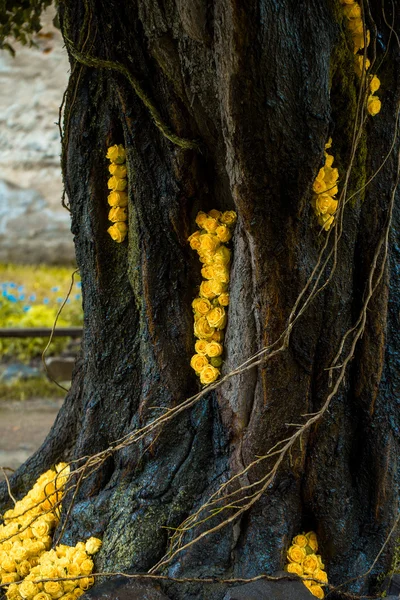 Tree trunk with yellow roses