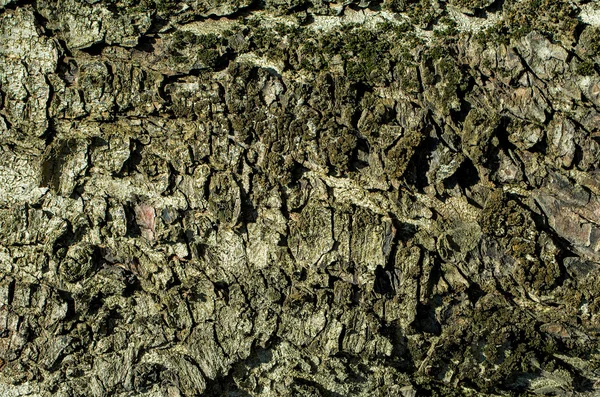 Old wood tree bark