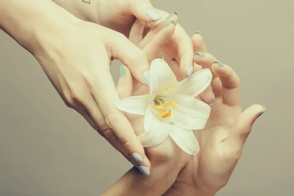 Female hands with white lily