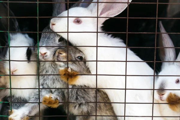 Cute rabbits in cage