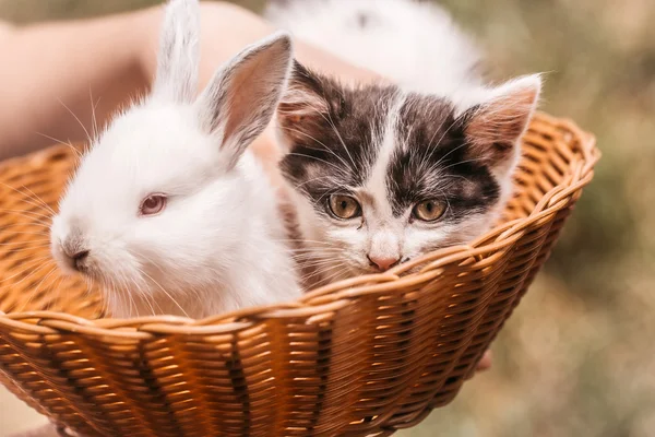 Cute little kitten and rabbit