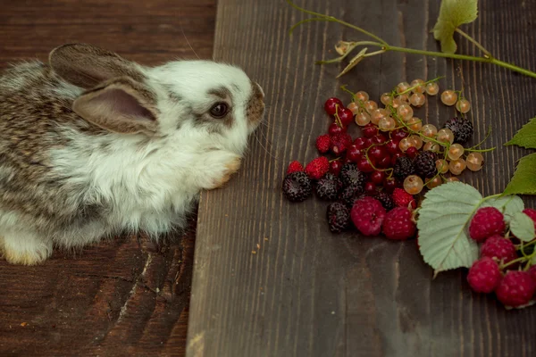 Rabbit or hare with wild berries