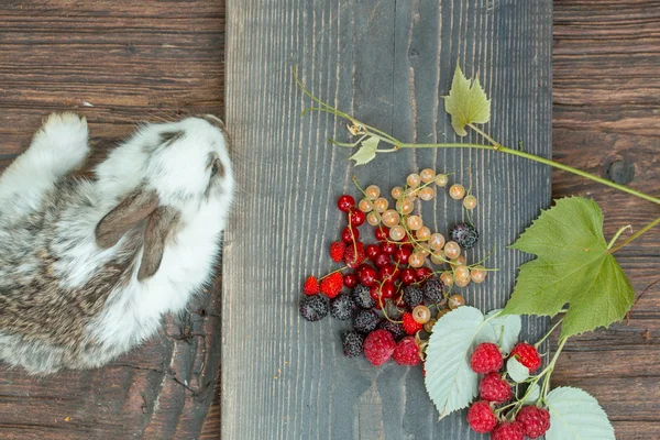 Rabbit or hare with wild berries