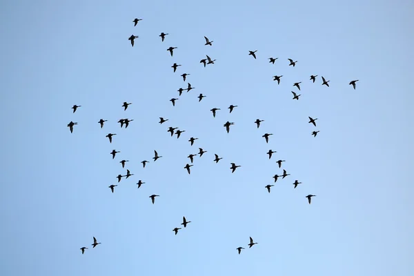 Many birds in sky