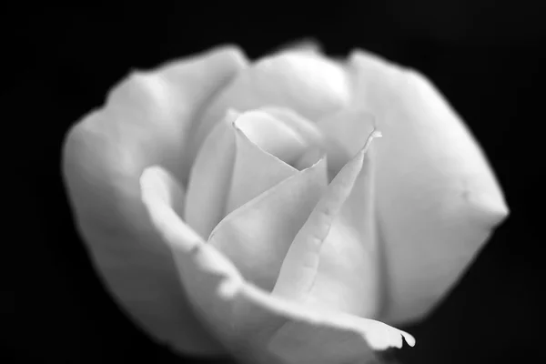 White rose on black background