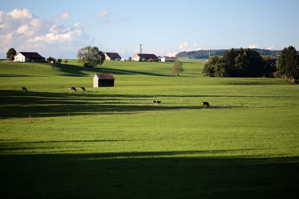 Country landscape with cows and farm
