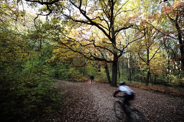 Bicycle riders in autumn park