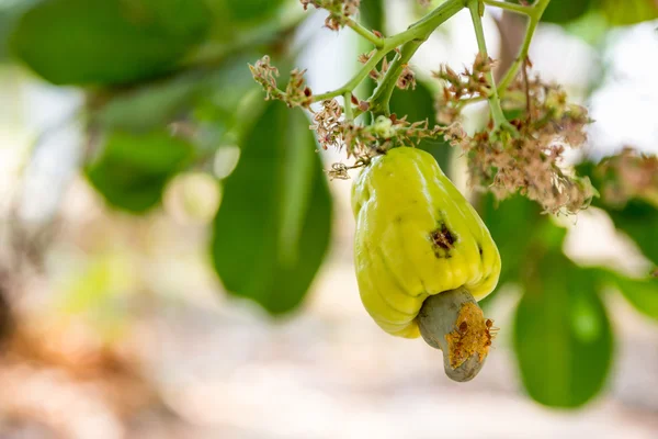 Ripe cashew fruit