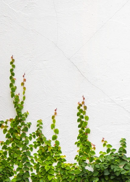 Ivy plant on white background