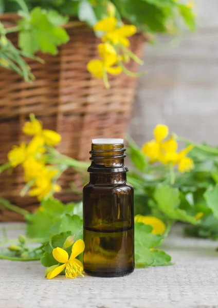 Small bottle of celandine infusion (herbal tincture, extract, oil)