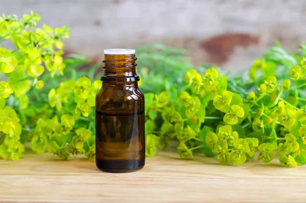 Small bottle of euphorbia cyparissias, cypress spurge extract (Milkweed herbal tincture, infusion, oil)