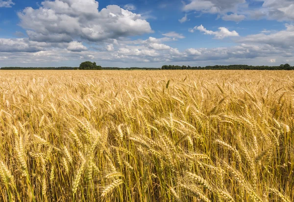 Field with ripening wheat