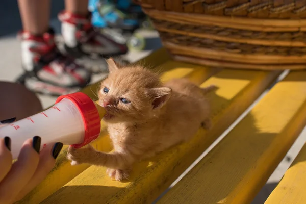 Cute little cat drinking milk from a jar