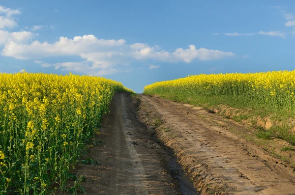 Road to heaven in the midst of rapes flowers field