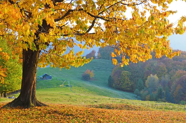 Beautiful landscape with magic autumn trees and fallen leaves in