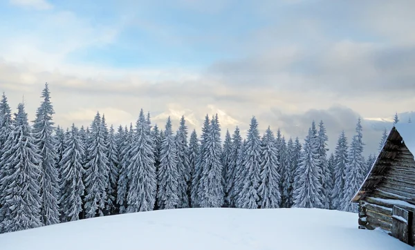 Beautiful winter landscape with snowy trees on a background of m