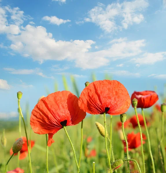 Scenic landscape with flowers poppies against the sky with cloud